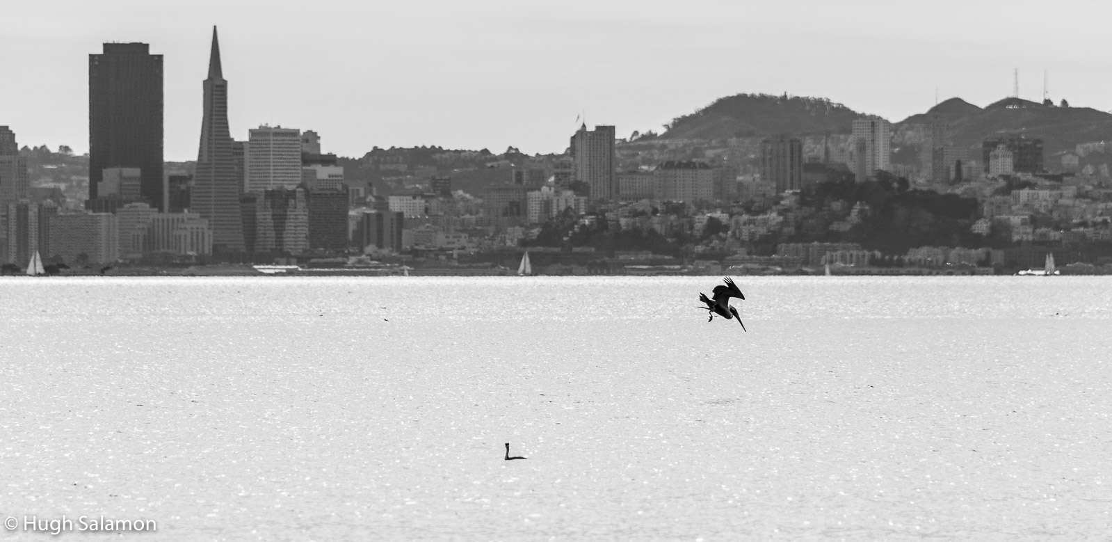 Pelican on San Francisco Bay 1 B&W